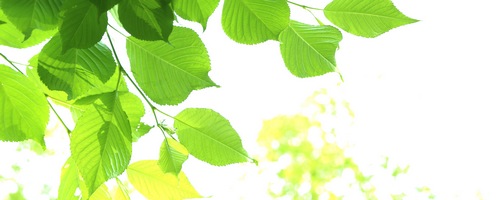 ラクルリンジャパンプロ La Cururin JAPAN PRO販売サイトへ